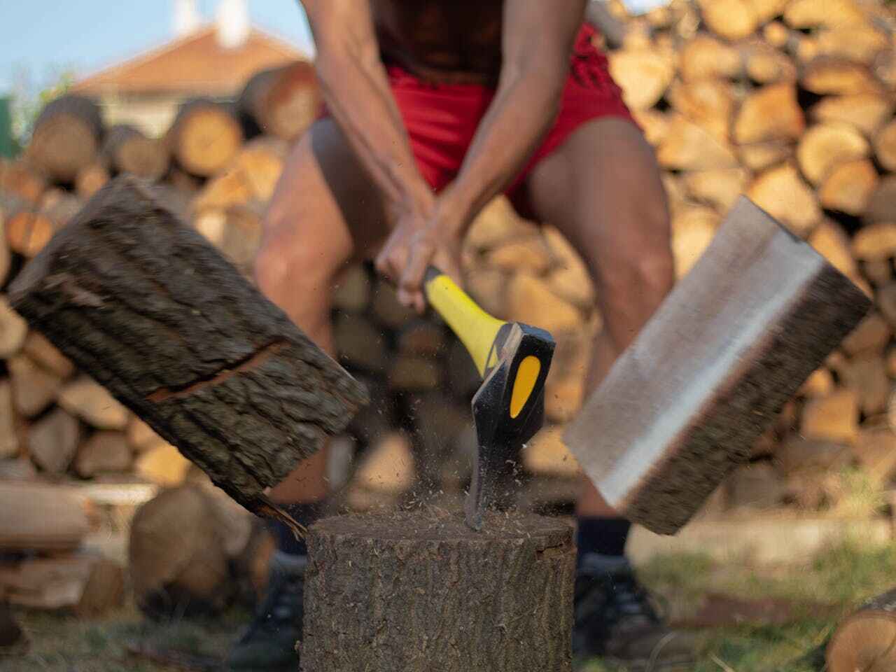 Tree Root Removal in Berwick, PA